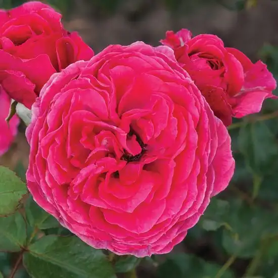 Roz - Trandafiri - Sava™ - Trandafiri online